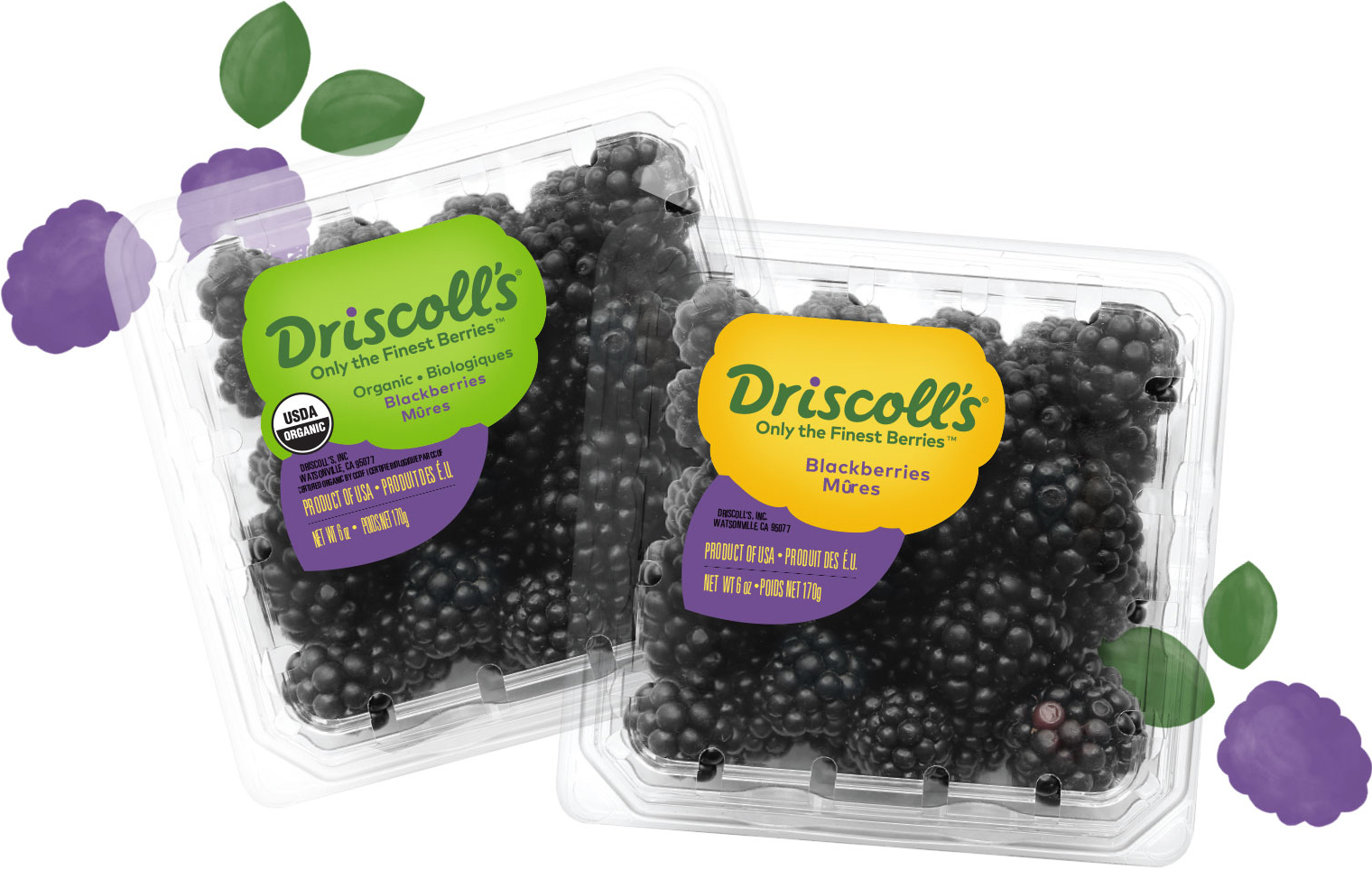 Blackberries Driscoll s